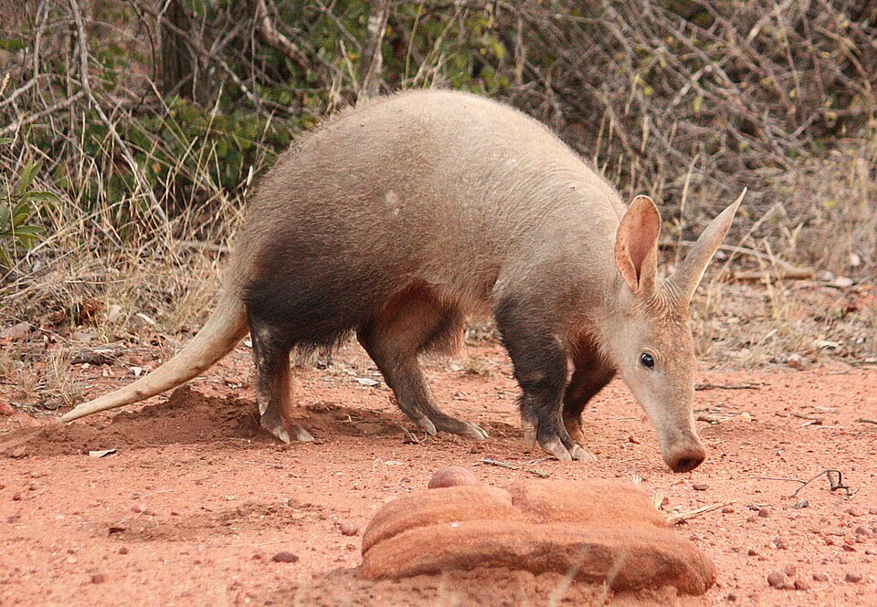 An aardvark